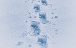 a set of footprints in fresh snow